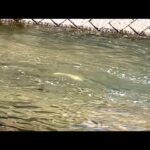 川に釣り行ったら幻の魚が現れた