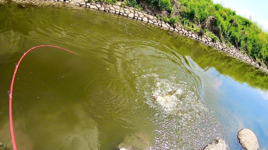 なんでも釣れちゃうという噂の川がこちら