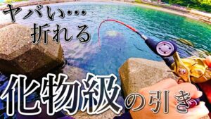 【穴釣り】史上最大級の引きをした大物と激闘してきました。