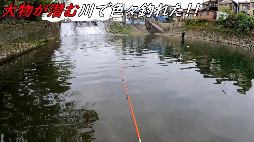 大物ばかり潜む川で色々釣れた！！！