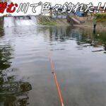 大物ばかり潜む川で色々釣れた！！！