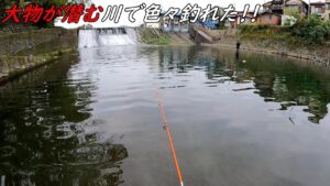 大物ばかり潜む川で色々釣れた！！！