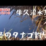 冬のタナゴ釣り（牛久沼水系）