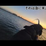 衝撃！こうなってしまうとドラグが止まりません…【浜名湖青物釣り】🎣