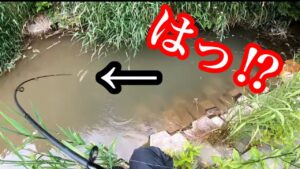 デカイニジマスが簡単に釣れる水路で魚釣り！【川釣り】