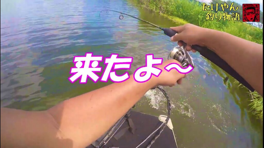 【バス釣り】初㊗️印旛沼‼ブラックバスどこにおるの？？