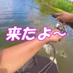 【バス釣り】初㊗️印旛沼‼ブラックバスどこにおるの？？