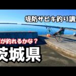 冬でも魚影が濃い 茨城県にある漁港で堤防サビキ釣り調査した結果…