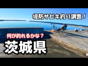 冬でも魚影が濃い 茨城県にある漁港で堤防サビキ釣り調査した結果…