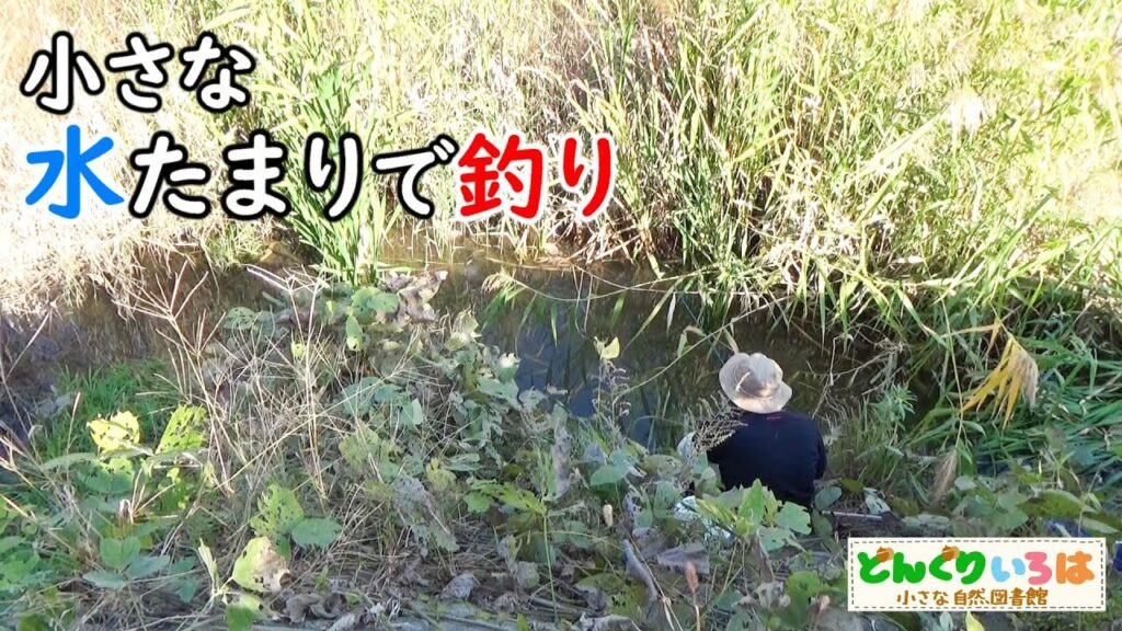 小さな水たまりで釣り【小物釣り】魚はいるのかな？