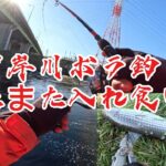 ［新河岸川ボラ釣り］ダイソーマイクロジグマジ釣れる入れ食い