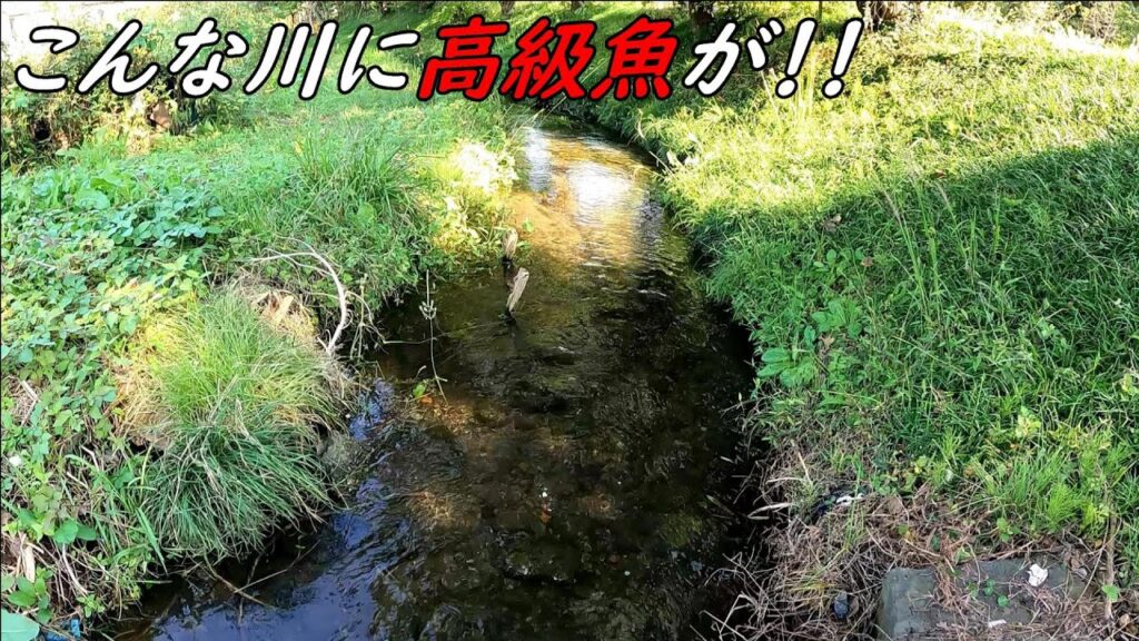 巨大な高級魚が釣れた！！