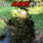 巨大な高級魚が釣れた！！