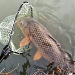 ドブ川の主を狩る