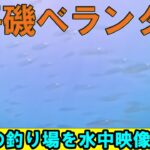 【水中映像】神戸・平磯ベランダの釣り場を徹底解説！イカ狙いにお勧め！