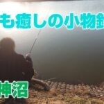 【小物釣り】沢山釣れたし、癒された。【山ノ神沼】