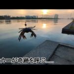 開始ガチ１投…２【浜名湖釣り】🎣奇跡です🐟