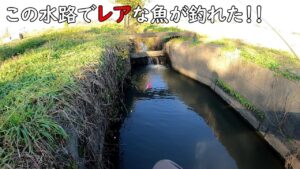 小物釣りの聖地でレアな魚が釣れ