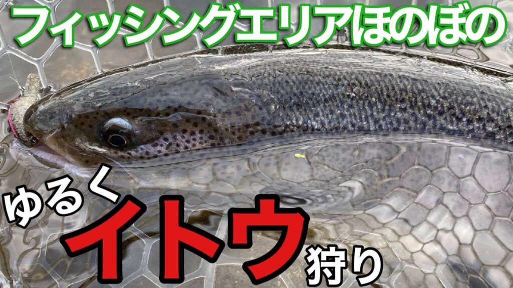 【管理釣り場でゆるくイトウを釣る動画】フィッシングエリアほのぼの釣行【エリアトラウト管釣り　釣り】