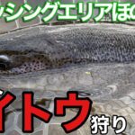 【管理釣り場でゆるくイトウを釣る動画】フィッシングエリアほのぼの釣行【エリアトラウト管釣り　釣り】