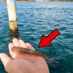 【異常釣果】ヒラメが「狂うほど食う」とんでもない釣りがあったので紹介します。