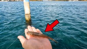 【異常釣果】ヒラメが「狂うほど食う」とんでもない釣りがあったので紹介します。