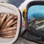 チカ釣り２回戦！