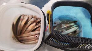 チカ釣り2回戦!