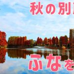 【ウキ釣りだいちゃん】紅葉の別所沼公園（埼玉県さいたま市）今日もフナ釣り日和！