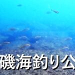多くの魚が！平磯海釣り公園の水中映像