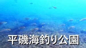 多くの魚が!平磯海釣り公園の水中映像