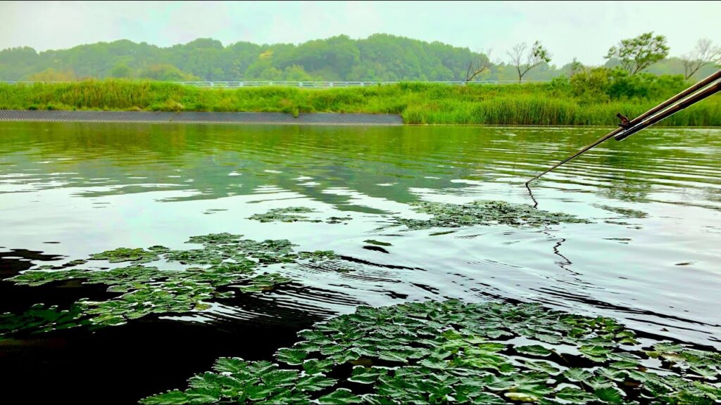印旛沼水系でへらぶな釣り カッツケから底まで【鹿島川・神崎川・印旛捷水路】