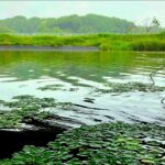 印旛沼水系でへらぶな釣り カッツケから底まで【鹿島川・神崎川・印旛捷水路】