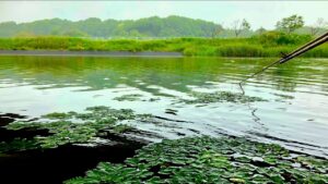 印旛沼水系でへらぶな釣り カッツケから底まで【鹿島川・神崎川・印旛捷水路】