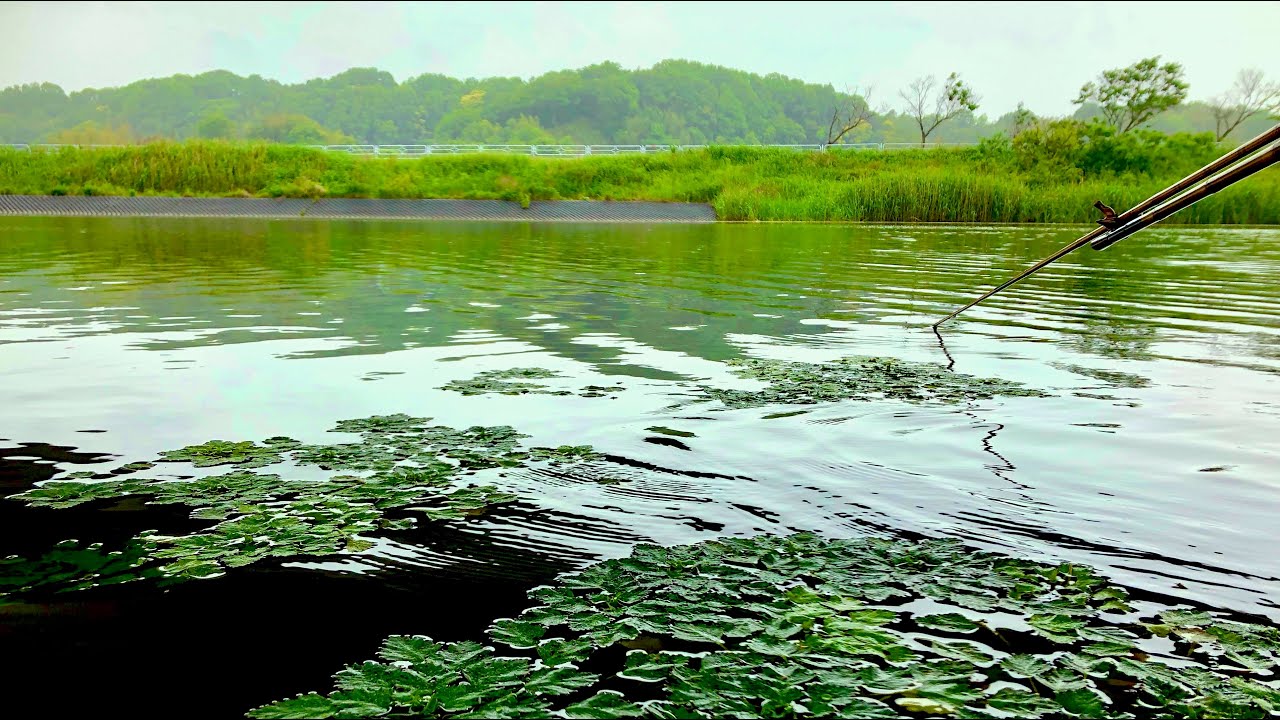 印旛沼水系でへらぶな釣り カッツケから底まで【鹿島川・神崎川・印旛捷水路】