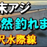 ダラダラと釣れ続けるアジ　金沢水際線緑地　アジ釣り　朝まずめ横浜福浦