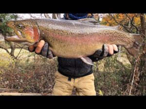 大型で極太のニジマスが潜む釣り場が衝撃だった。大型サーモンの巣窟はここだ．．極上の魚達の楽園【管理釣り場】