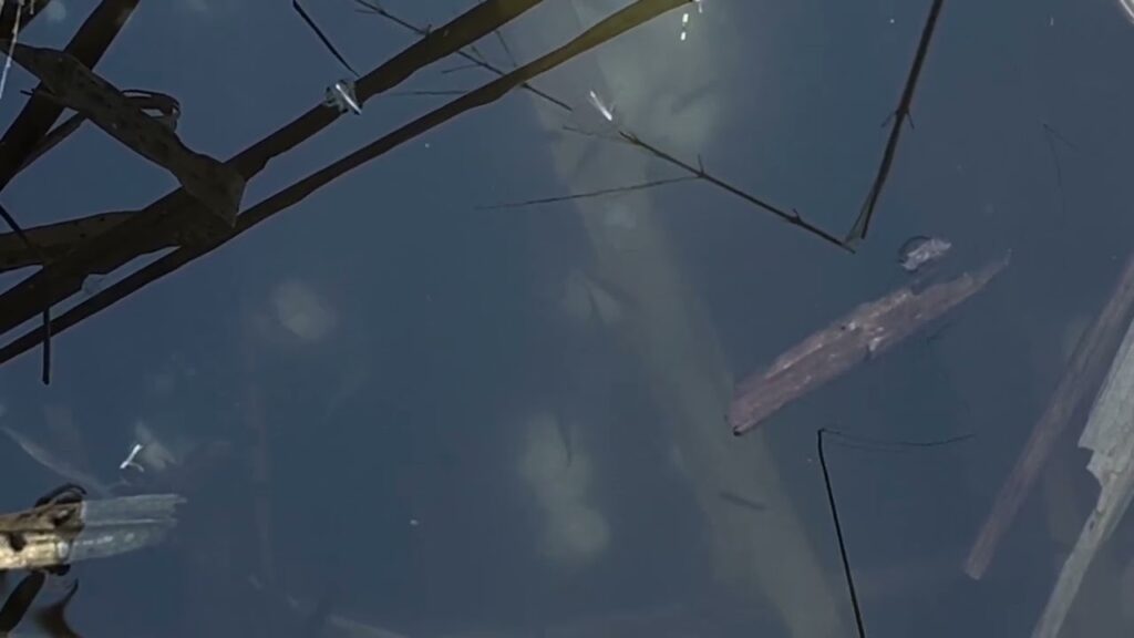 【冬のタナゴ②】〜埼玉県びん沼〜