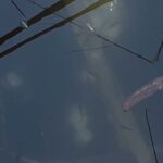 【冬のタナゴ②】〜埼玉県びん沼〜