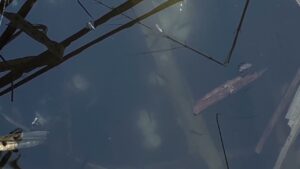 【冬のタナゴ②】〜埼玉県びん沼〜