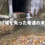 【寒バエ釣り】冬限定。川魚のおすすめ調理方法が美味な件