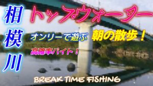 【相模川】トップウォーターオンリーで遊ぶ朝の散歩！