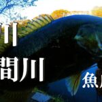 【荒川、入間川、ルアー釣り、ブラクリ釣り】【利根川＆荒川水系、バス釣り、コイ、雷魚、ナマズ、フナ、クチボソ、餌釣り、フィシング、魚釣り、埼玉釣り、関東釣り、川越エリア】