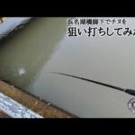 地元浜名湖釣りポイントで大雨のチヌ狙い【浜名湖釣り】🎣橋脚は激熱編🐟