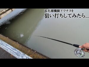地元浜名湖釣りポイントで大雨のチヌ狙い【浜名湖釣り】🎣橋脚は激熱編🐟