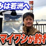 【若洲海浜公園】冬休みにマイワシを釣ろう！サビキ釣りで釣れる時間帯は？すぐ役立つ高鮮度情報