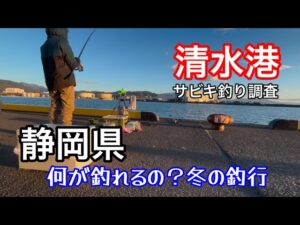 【冬の釣り】静岡県の漁港で堤防サビキ釣り調査した結果...