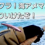 海アメ海サクラの開幕はこのアクションで数も釣れて好調スタート！【北海道釣り】【海サクラマス】