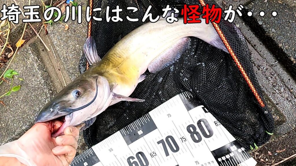 埼玉で大繁殖中！！この魚がヤバい！！　総集編！！