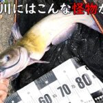 埼玉で大繁殖中！！この魚がヤバい！！　総集編！！
